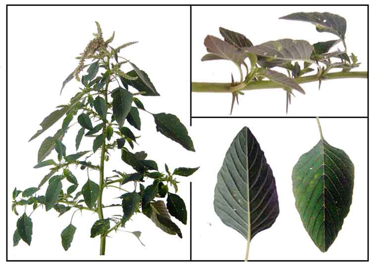 تاج خروس خاردار